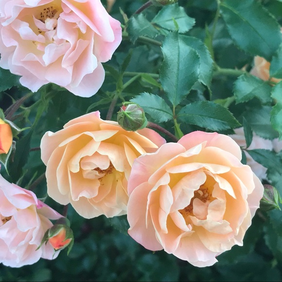 c’est moi - Picture 1 of 1